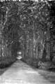 The Lawrence Photograph Collection