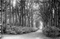 The Lawrence Photograph Collection