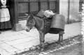 The Lawrence Photograph Collection