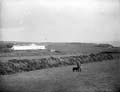 The Poole Photographic Collection