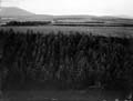 The Poole Photographic Collection