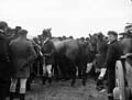 The Poole Photographic Collection