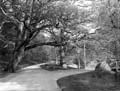 The Poole Photographic Collection