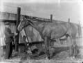 The Poole Photographic Collection