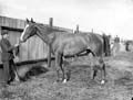 The Poole Photographic Collection