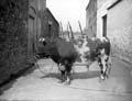 The Poole Photographic Collection