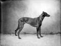 The Poole Photographic Collection