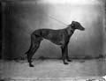 The Poole Photographic Collection