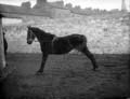 The Poole Photographic Collection