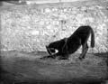 The Poole Photographic Collection