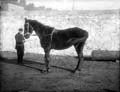 The Poole Photographic Collection
