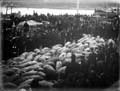 The Poole Photographic Collection