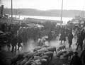 The Poole Photographic Collection