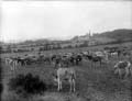 The Poole Photographic Collection