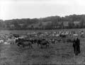 The Poole Photographic Collection