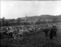 The Poole Photographic Collection