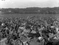 The Poole Photographic Collection