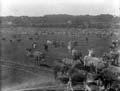 The Poole Photographic Collection