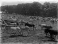 The Poole Photographic Collection
