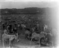 The Poole Photographic Collection