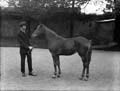 The Poole Photographic Collection
