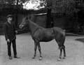 The Poole Photographic Collection