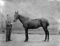 The Poole Photographic Collection