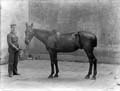 The Poole Photographic Collection