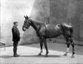 The Poole Photographic Collection