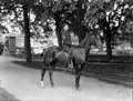 The Poole Photographic Collection