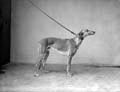 The Poole Photographic Collection