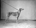 The Poole Photographic Collection