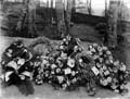 The Poole Photographic Collection