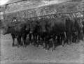 The Poole Photographic Collection