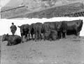 The Poole Photographic Collection