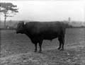 The Poole Photographic Collection