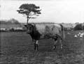 The Poole Photographic Collection