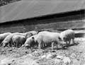 The Poole Photographic Collection
