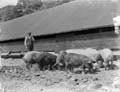 The Poole Photographic Collection
