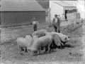 The Poole Photographic Collection