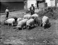 The Poole Photographic Collection