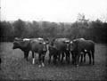 The Poole Photographic Collection