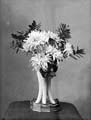 The Poole Photographic Collection