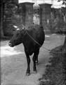 The Poole Photographic Collection