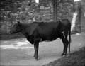 The Poole Photographic Collection