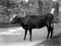 The Poole Photographic Collection