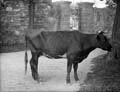 The Poole Photographic Collection