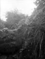 The Poole Photographic Collection
