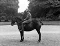 The Poole Photographic Collection