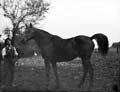 The Poole Photographic Collection